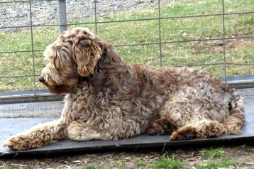 alberta labradoodle